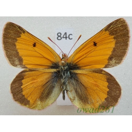 Colias baeckeri Kotzsch, 1930 male China84c
